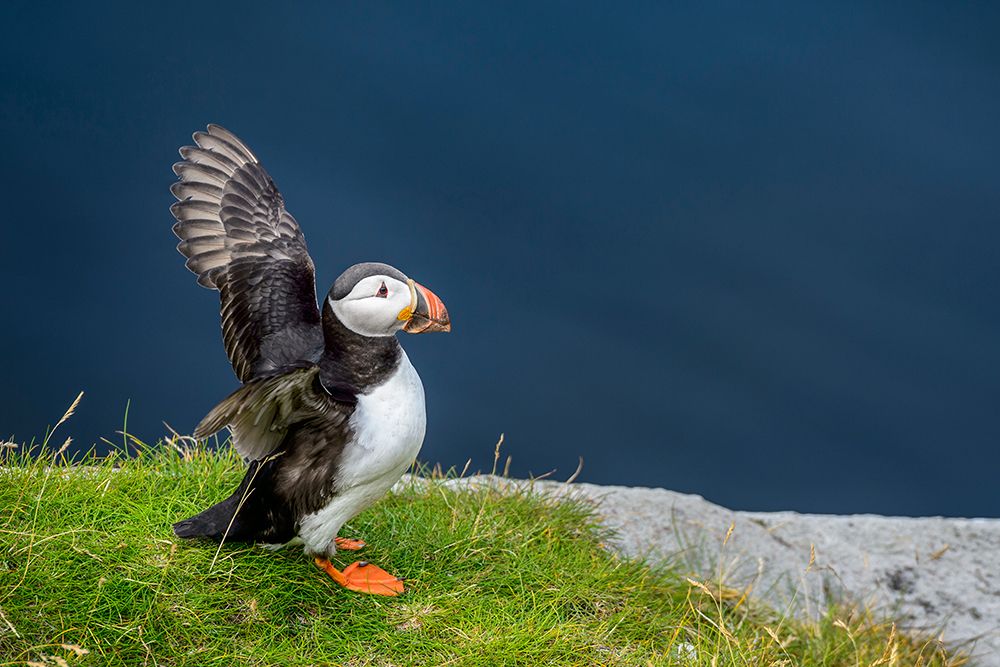 Norway-Finnmark-Loppa. Atlantic Puffin at their nesting cliffs.